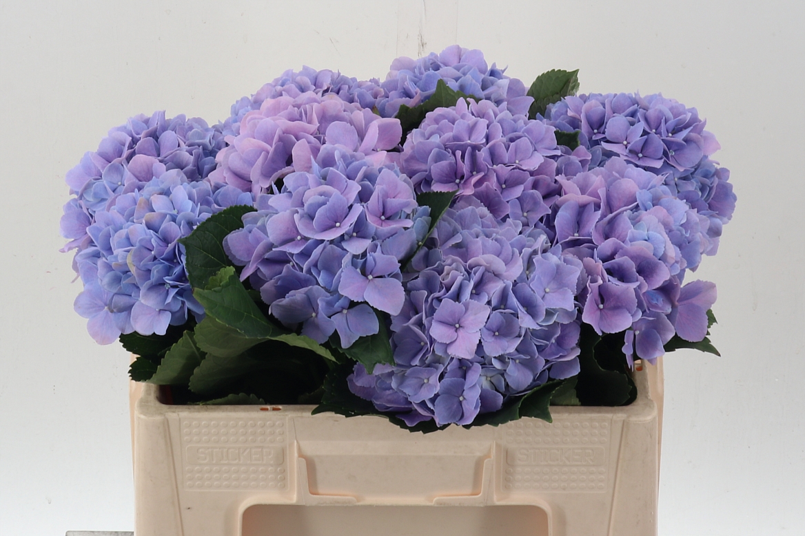 Hydrangea Royal Benefit 50cm 14-16cm Hd