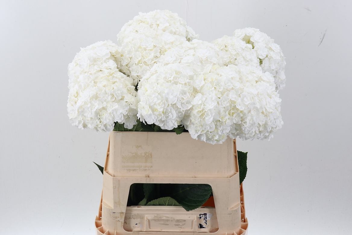 Hydrangea Royal Highness 80cm 20-22cm Hd