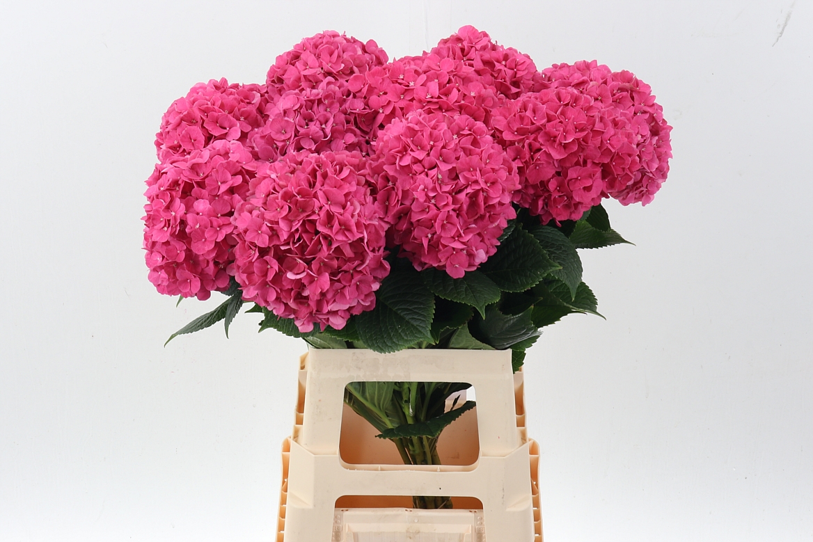 Hydrangea Glowing Alps 70cm 14-16cm Hd