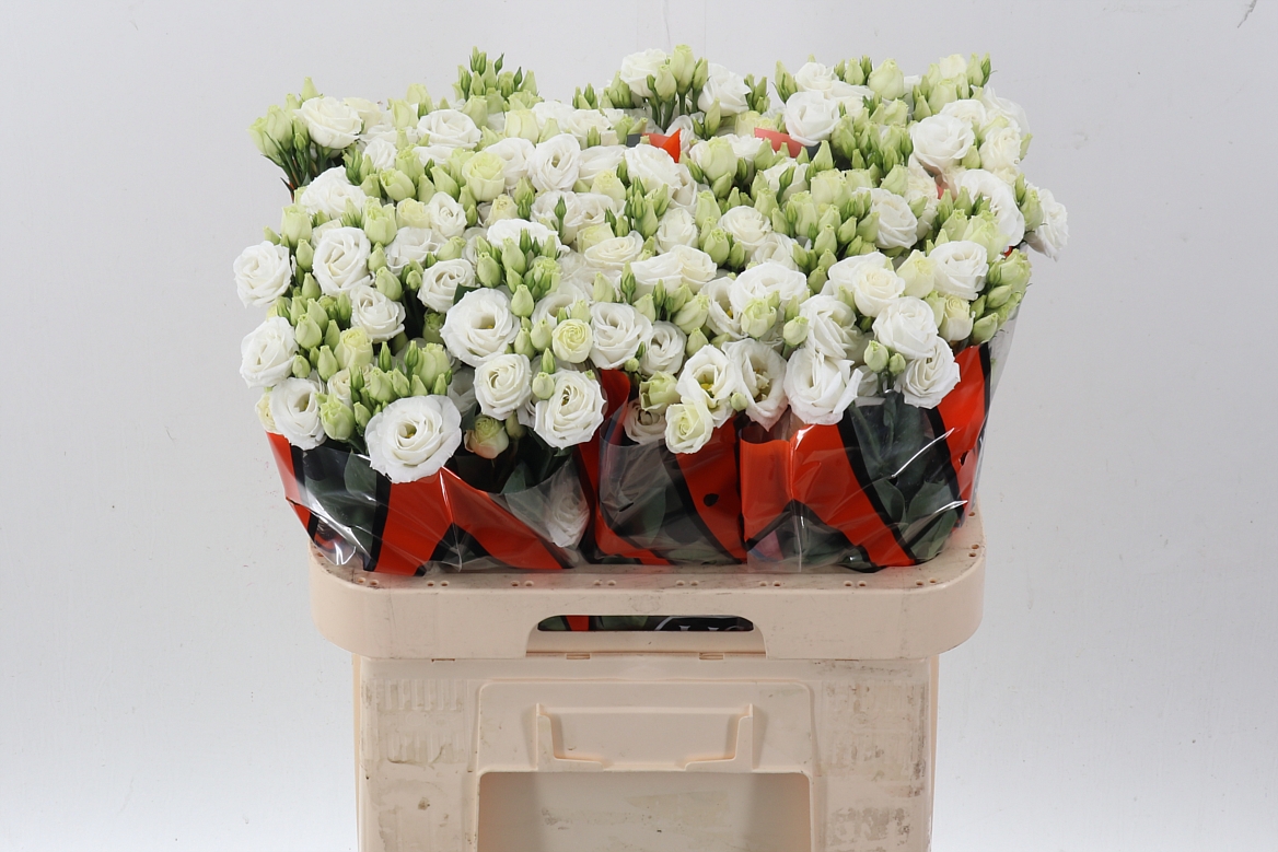 Eustoma Double Rosita White 70cm