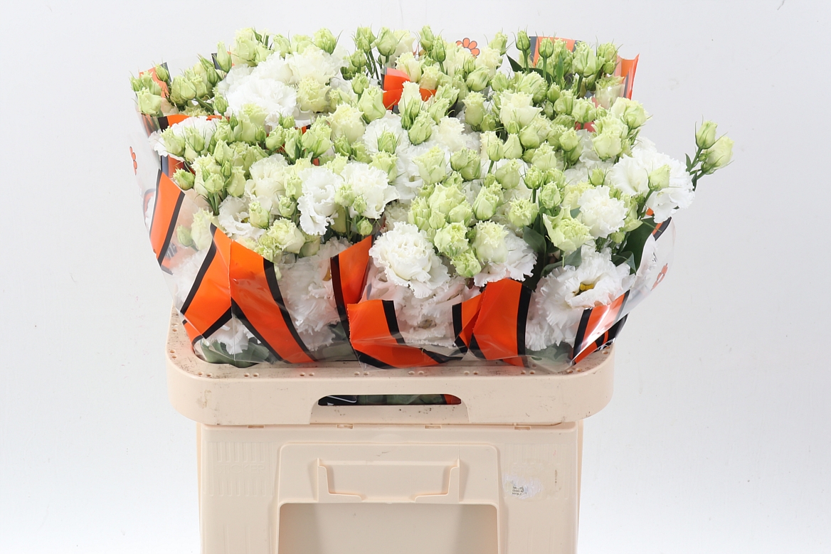 Eustoma Double Celebrich White 70cm