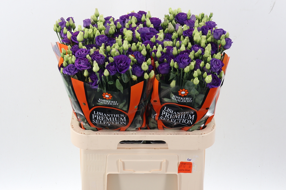 Eustoma Double Rosita Blue 70cm