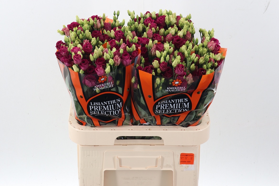 Eustoma Double Arosa Red 70cm