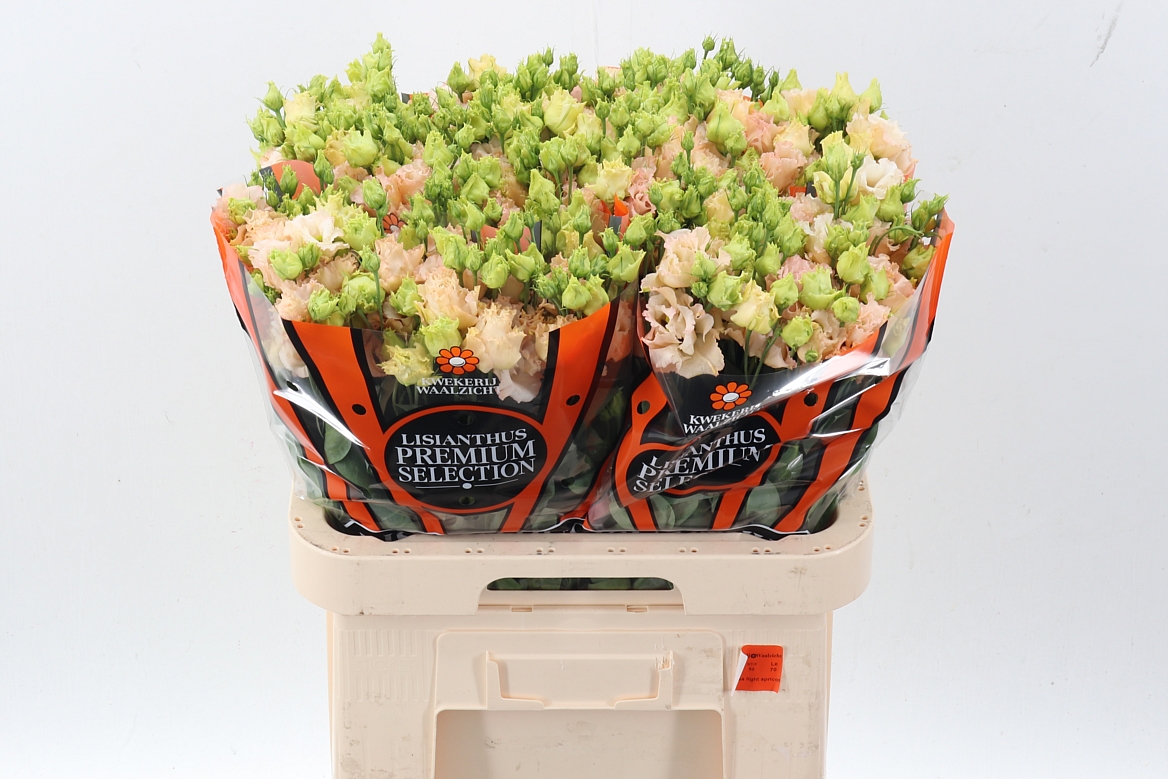 Eustoma Double Alissa Light Apricot 70cm