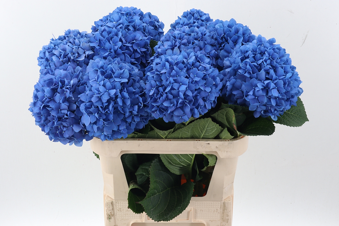 Hydrangea Pimpernel 80cm 18-20cm Hd