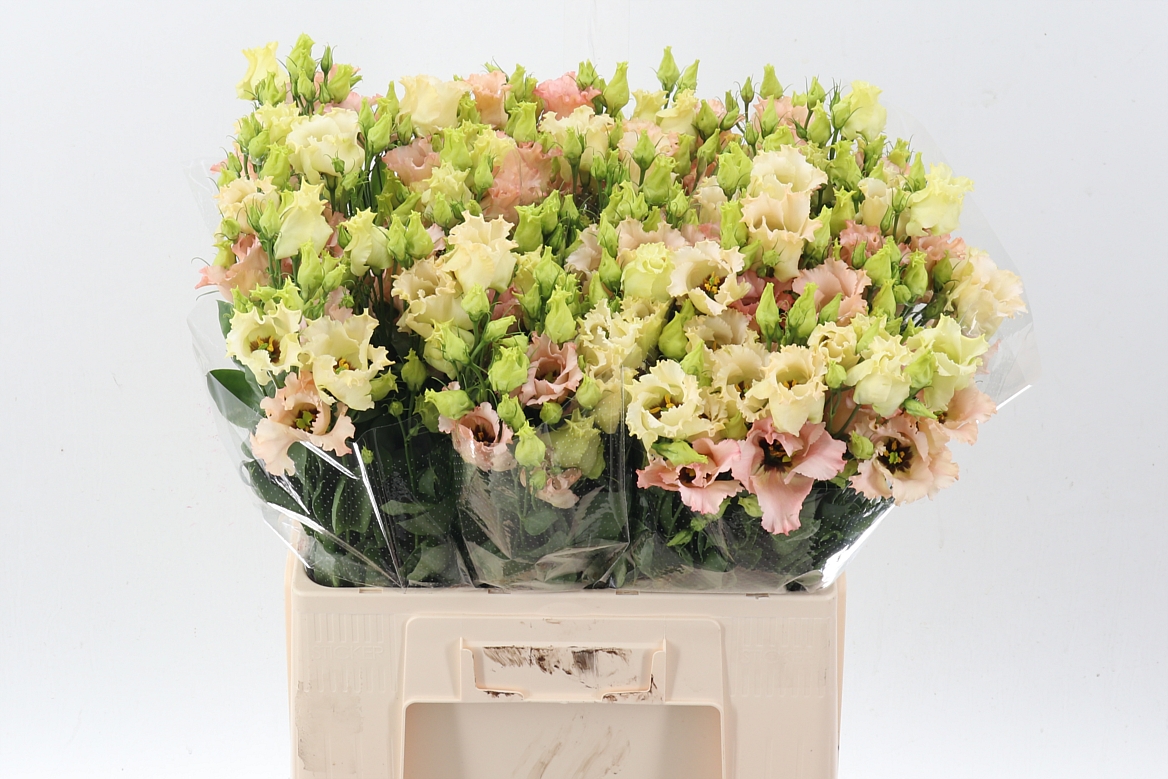 Eustoma Single Falda Apricot 65cm