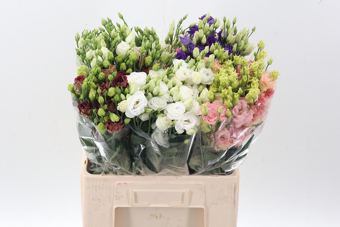 Eustoma Single Mix 65cm