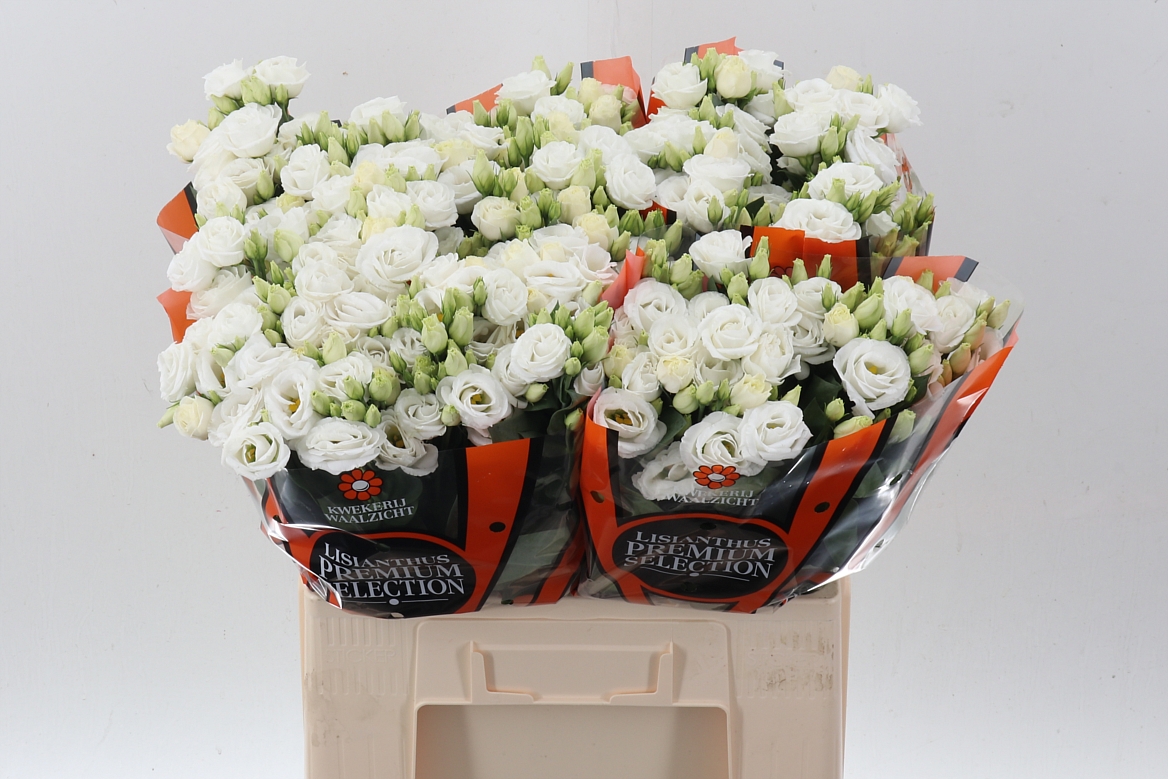 Eustoma Double Rosita White 65cm