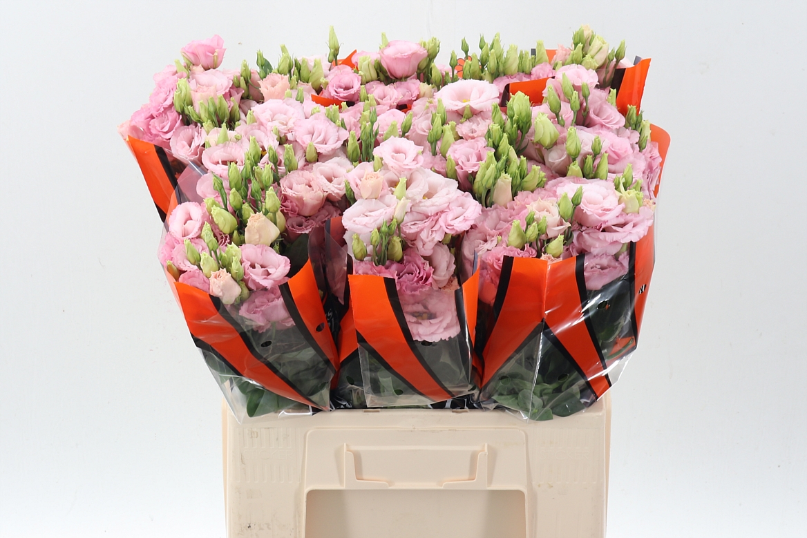 Eustoma Double Lisanne Soft Pink 65cm
