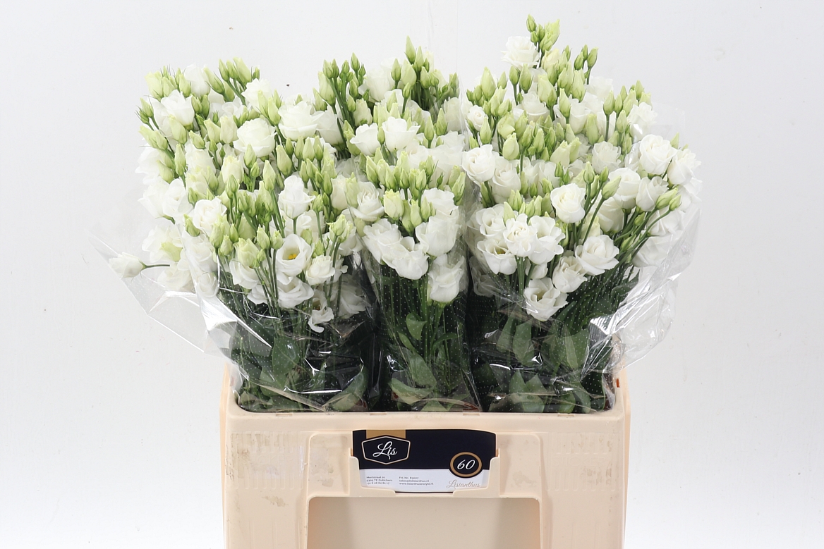 Eustoma Double Rosita White 65cm