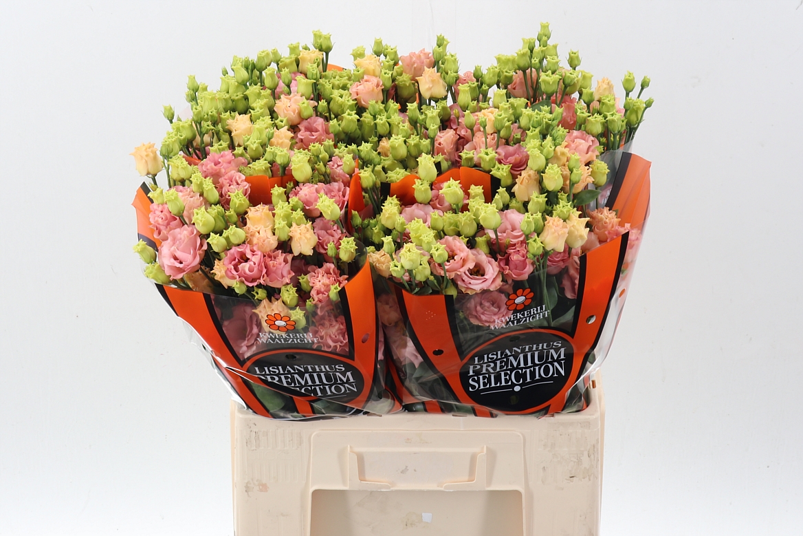 Eustoma Double Sabrina Orange 65cm