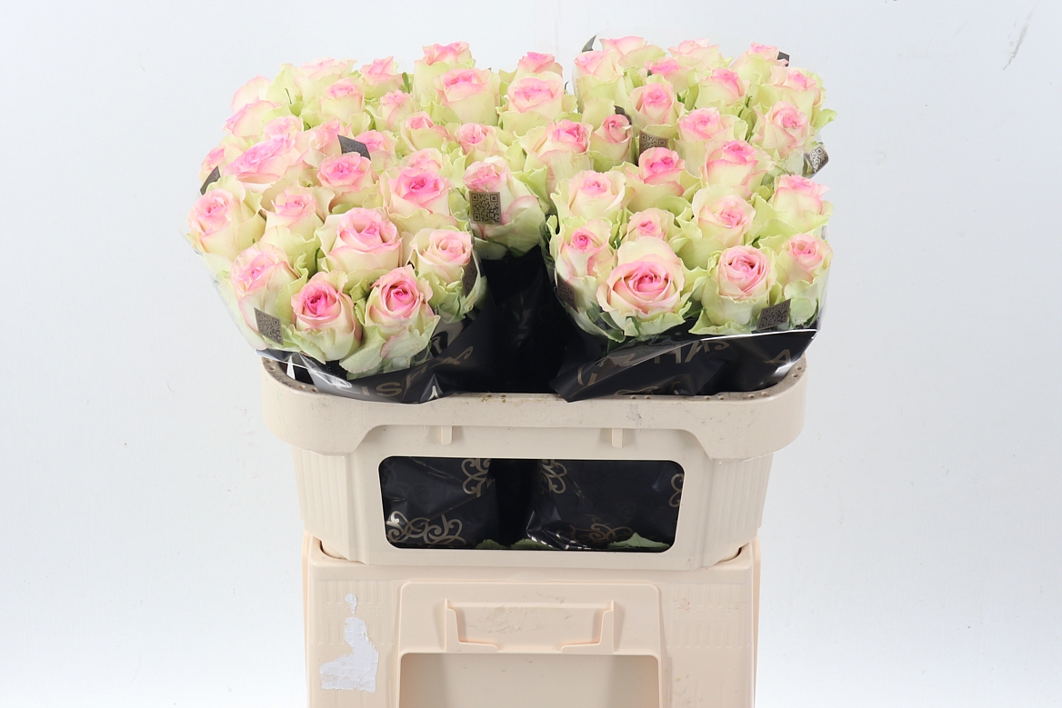 Rosa Pink Journey 70cm