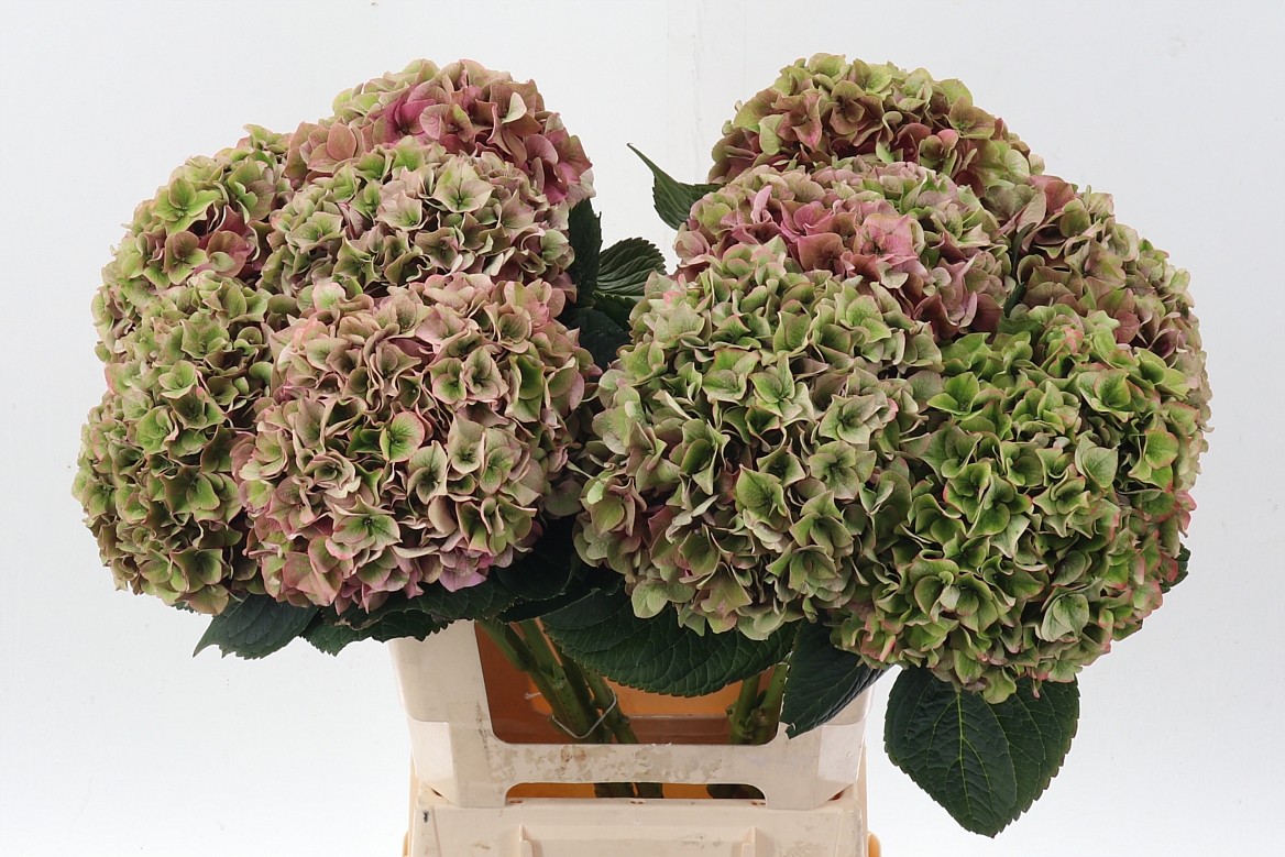 Hydrangea Rodeo Red Classic 60cm 18-20cm Hd
