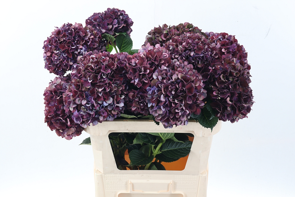 Hydrangea Ruby Choco 80cm 22Ø