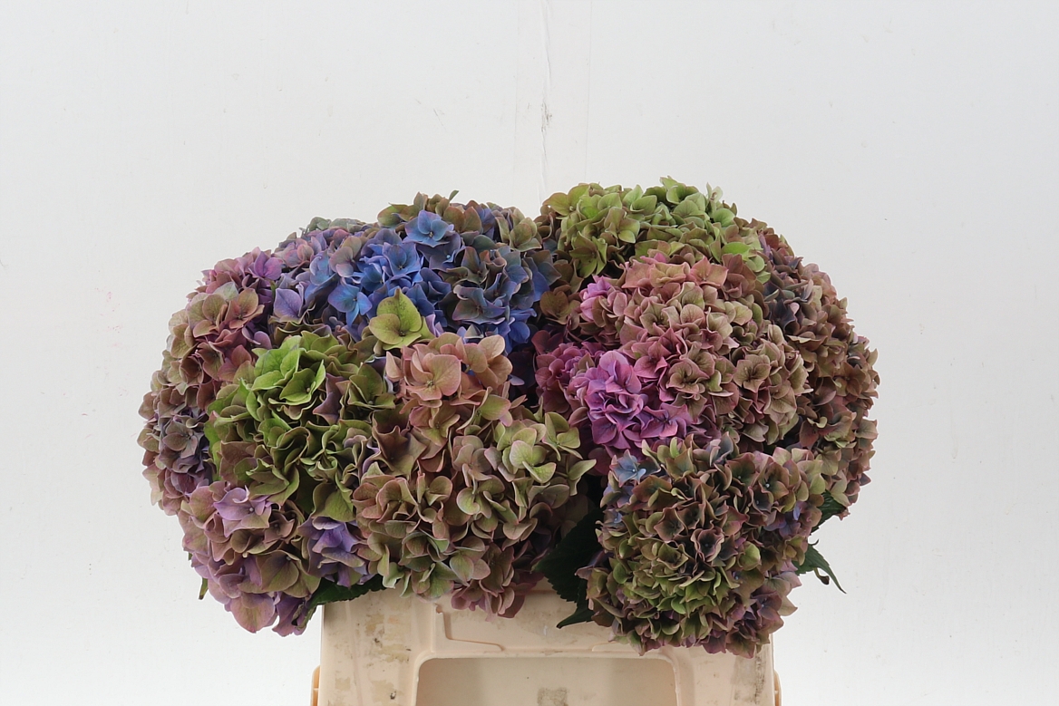 Hydrangea Rodeo Red Classic 40cm 14-16cm Hd