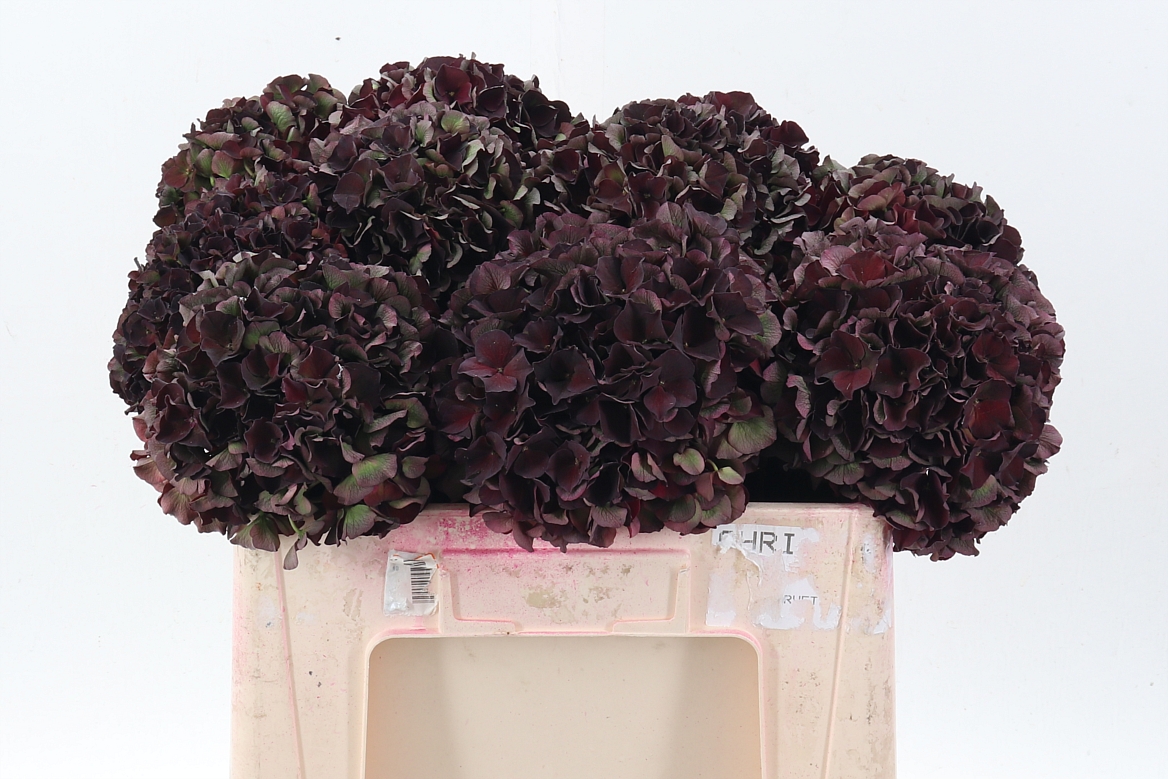 Hydrangea Dark Ruby Classic 50cm 16-18cm Hd