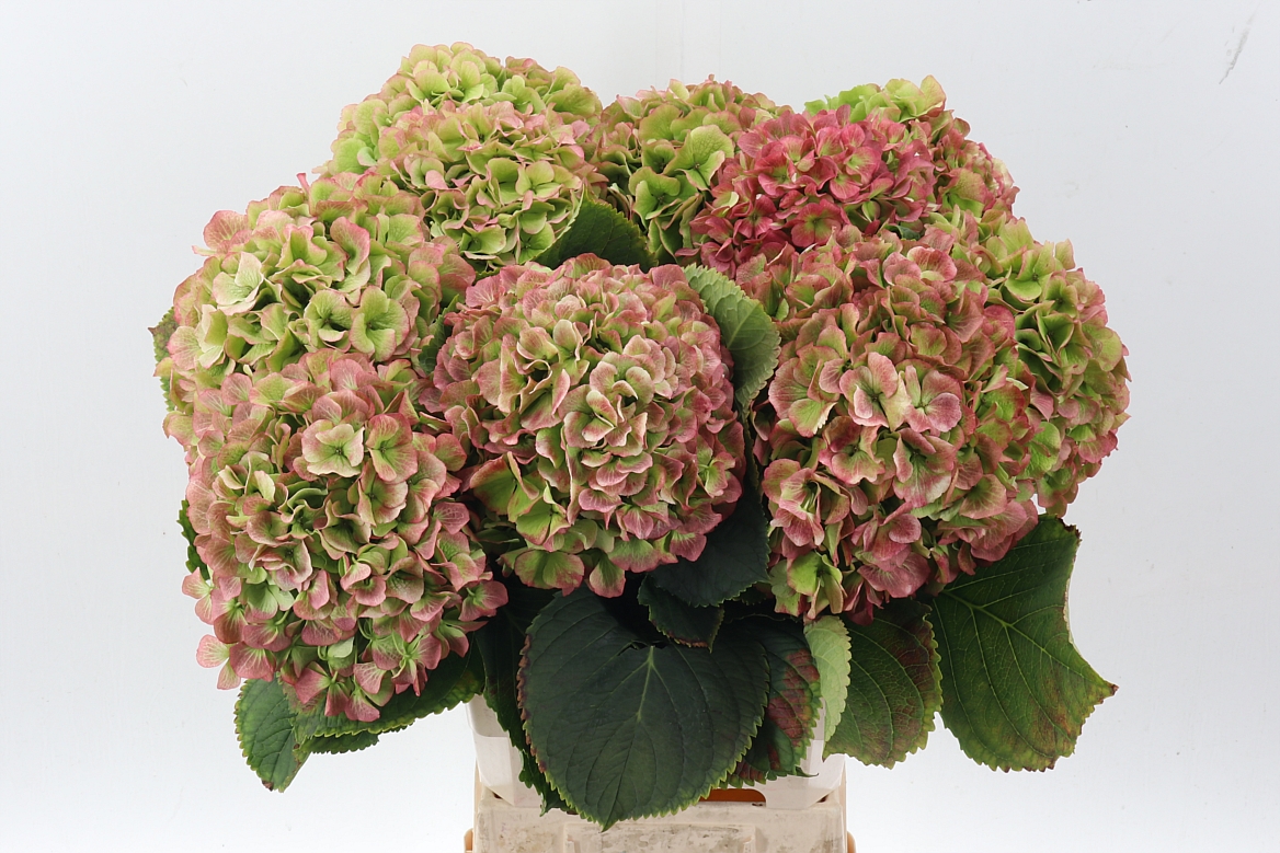 Hydrangea White Verena Classic 65cm 20-22cm Hd