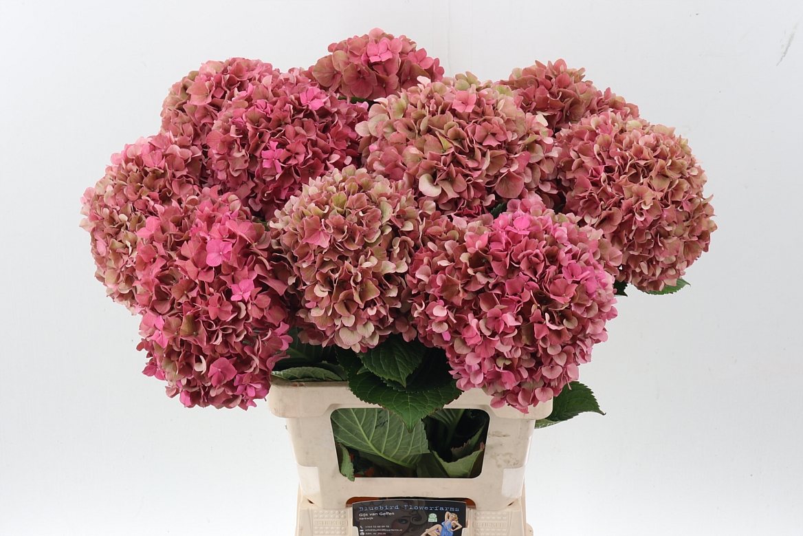 Hydrangea Glowing Alps Classic 70cm 17-19cm Hd
