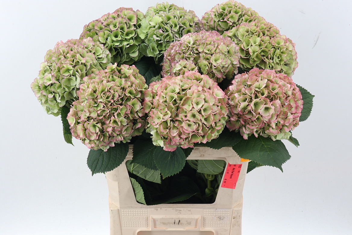 Hydrangea My Beautiful Heaven Classic 80cm 20-22cm Hd