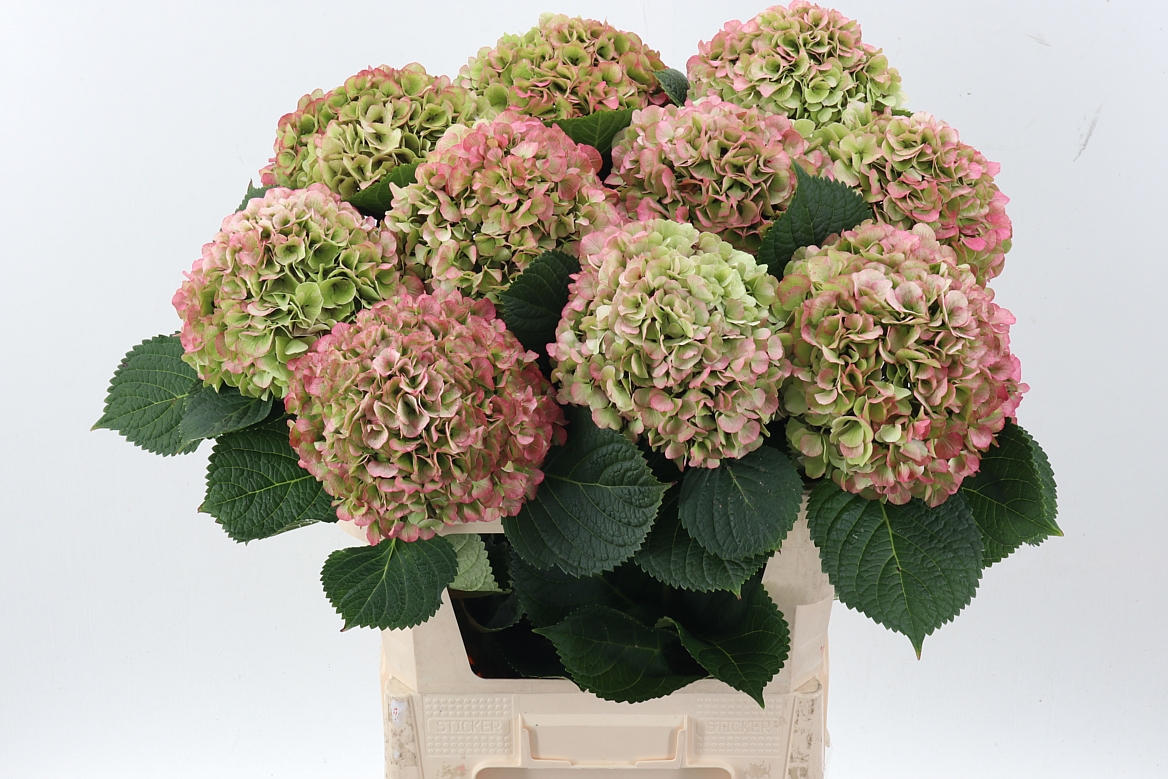 Hydrangea My Beautiful Vienna Classic 80cm 19-21cm Hd