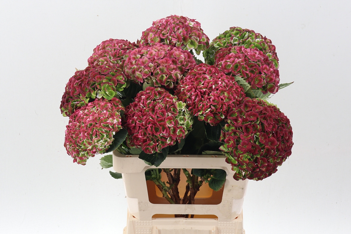 Hydrangea Revolution Classic 60cm 14-16cm Hd