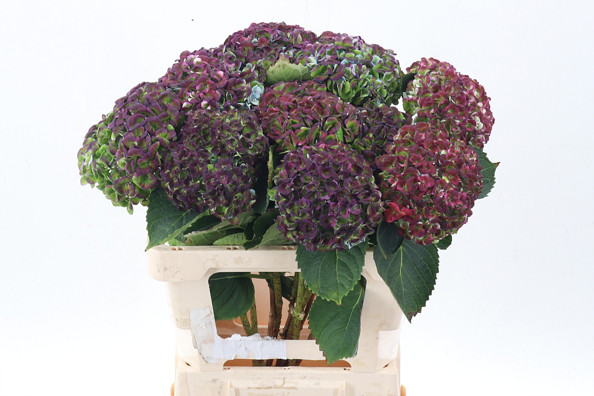 Hydrangea Revolution 60cm 10-12cm Hd