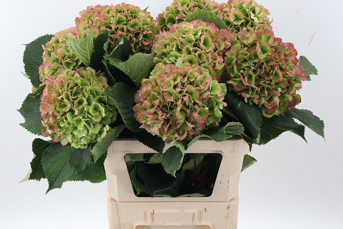 Hydrangea Verena Classic 80cm 20-22cm Hd