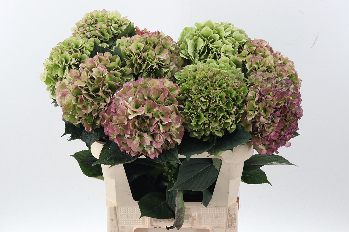 Hydrangea Royal Benefit Classic 80cm 20-22cm Hd