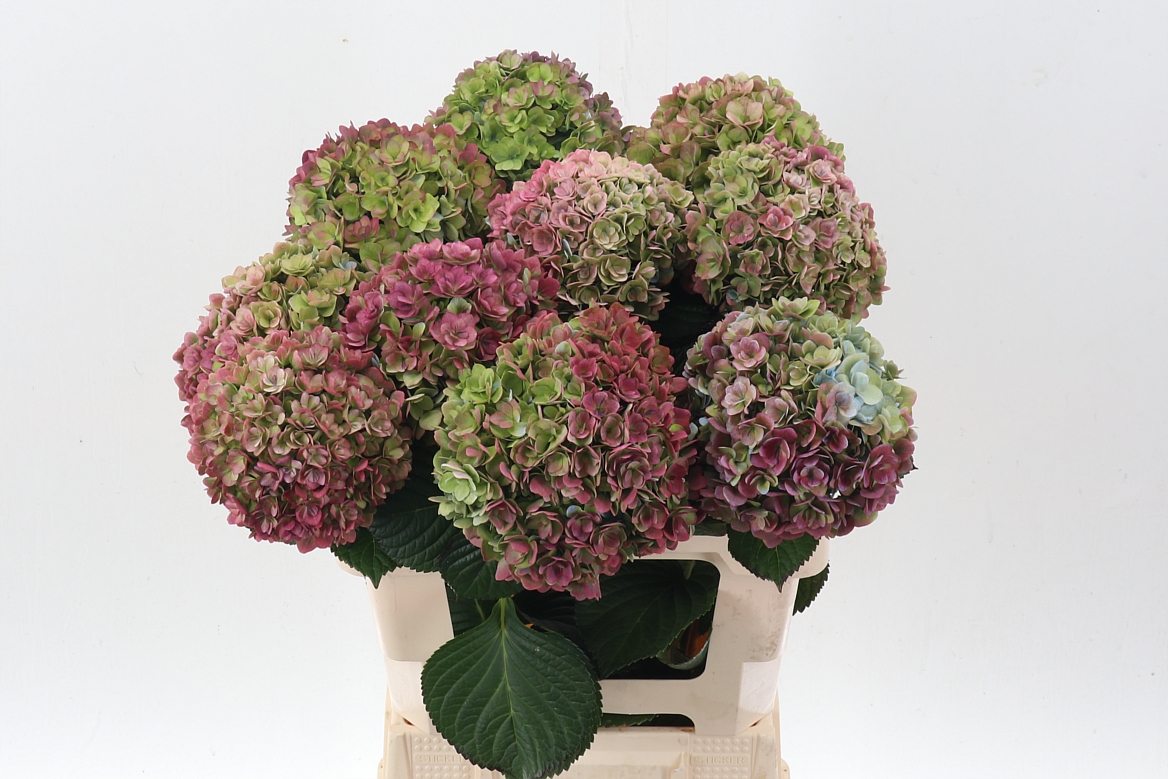 Hydrangea Adora Classic 60cm 16-18cm Hd