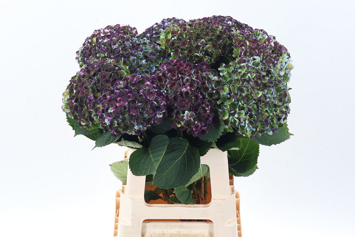 Hydrangea Revolution Classic 65cm 14-16cm Hd