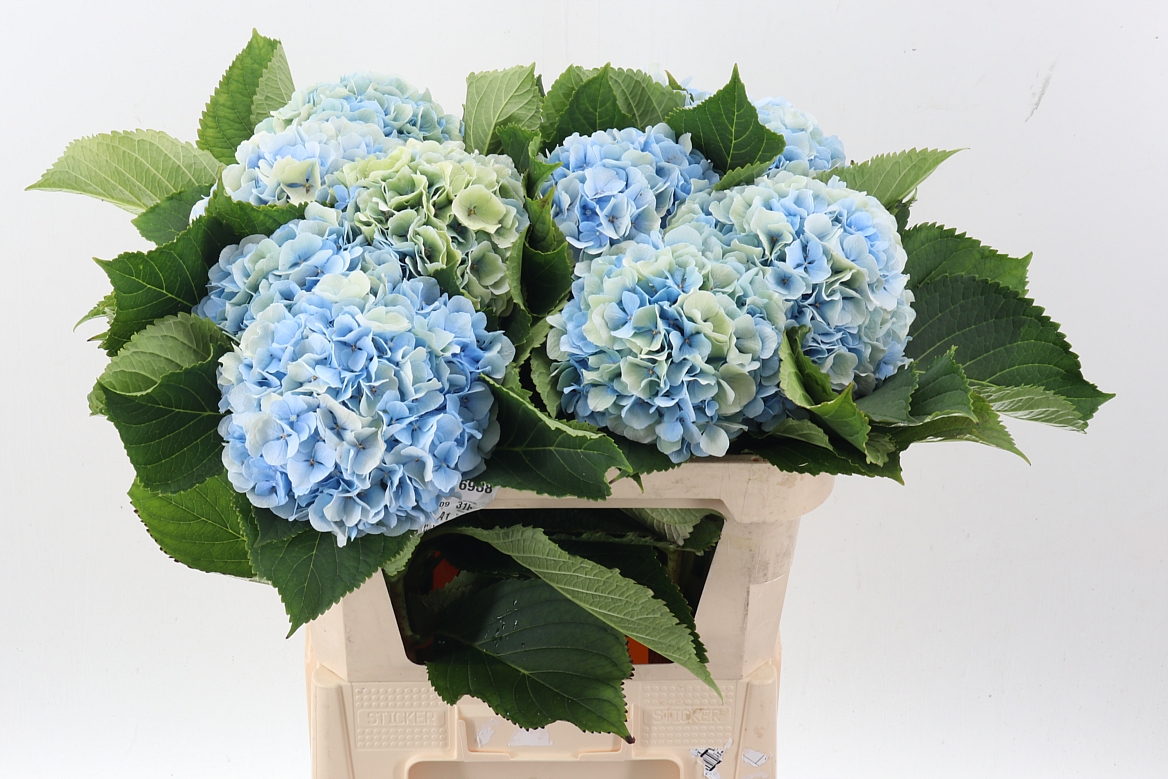 Hydrangea Verena Blue Classic 75cm 18-20cm Hd