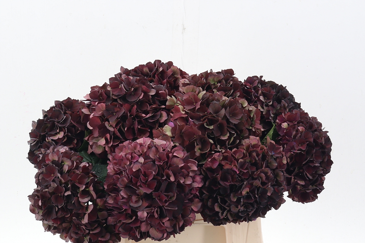 Hydrangea Dark Ruby Classic 40cm 12-14cm Hd
