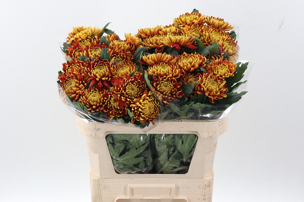 Chrysanth Single Fuego 75cm 70gr.