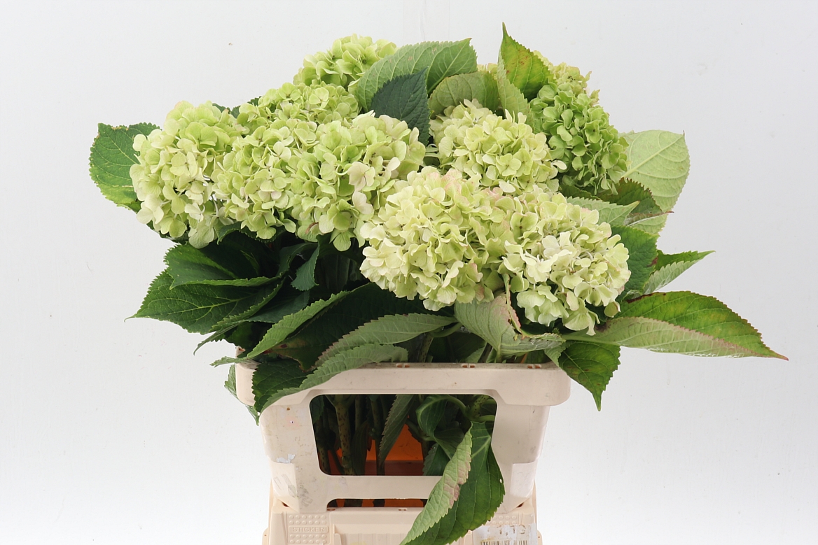 Hydrangea Verena Classic 60cm 15-17cm Hd