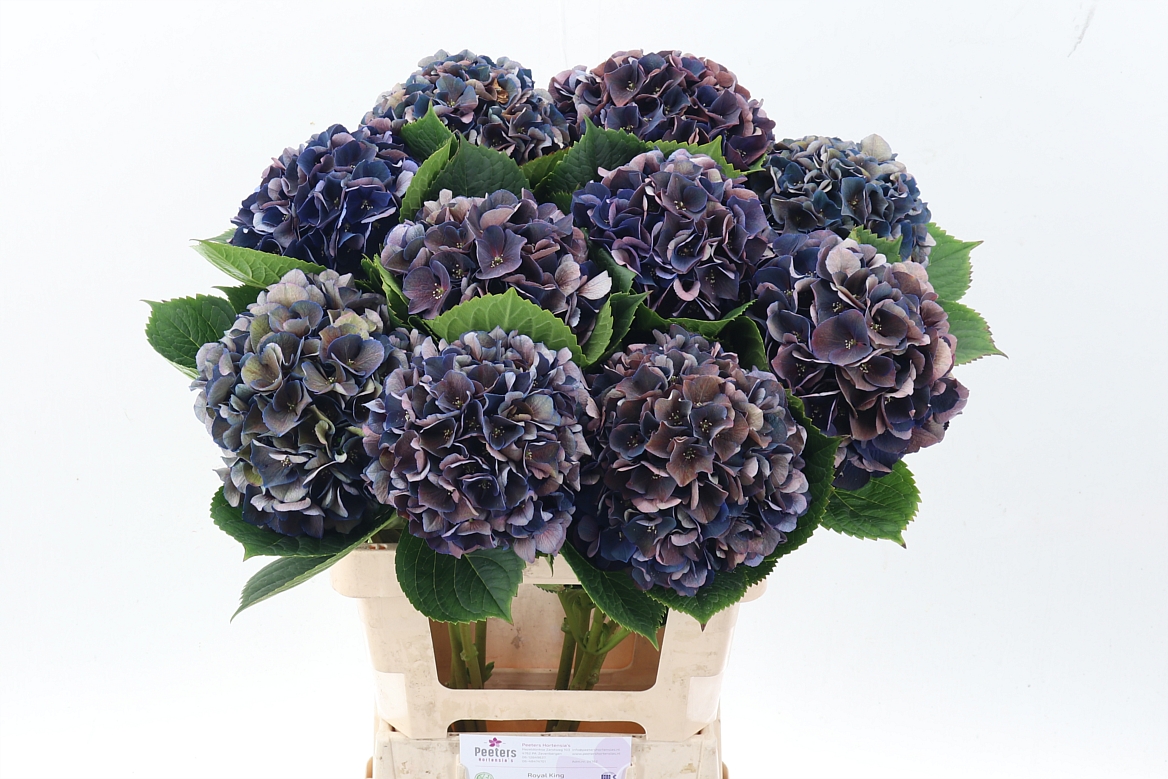 Hydrangea Royal King Classic 65cm 16-18cm Hd