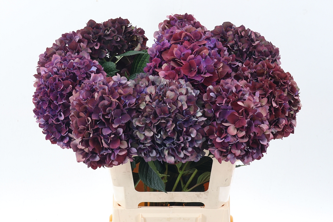 Hydrangea Ruby Choco 60cm 19Ø