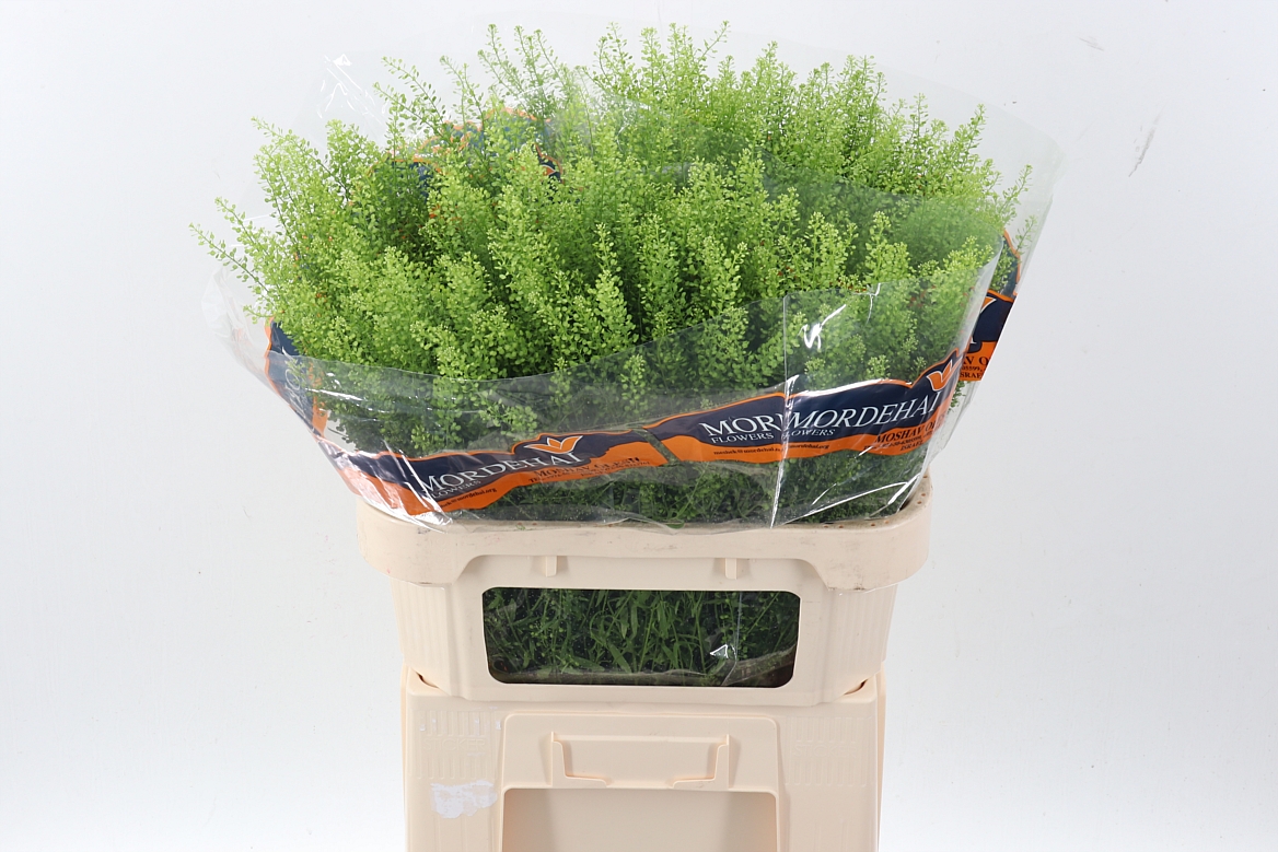 Lepidium Ruderale Green Bell 80cm 25gr.