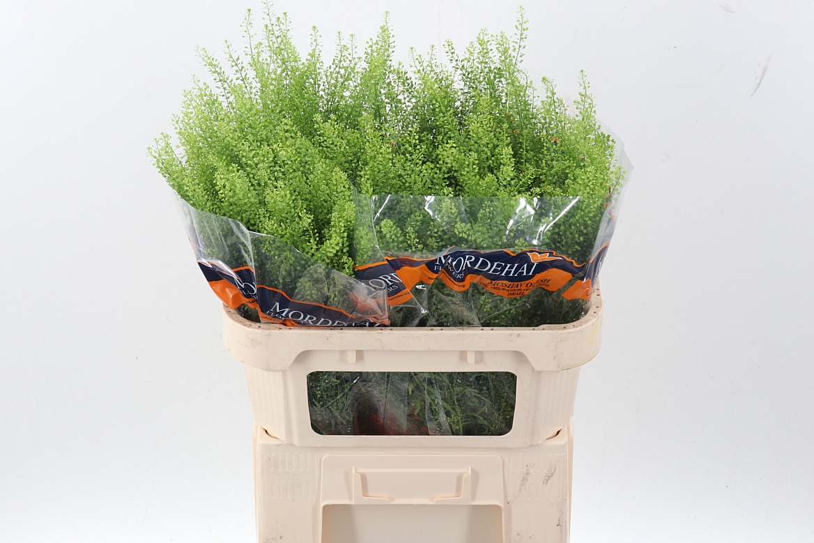 Lepidium Ruderale Green Bell 75cm 20gr.