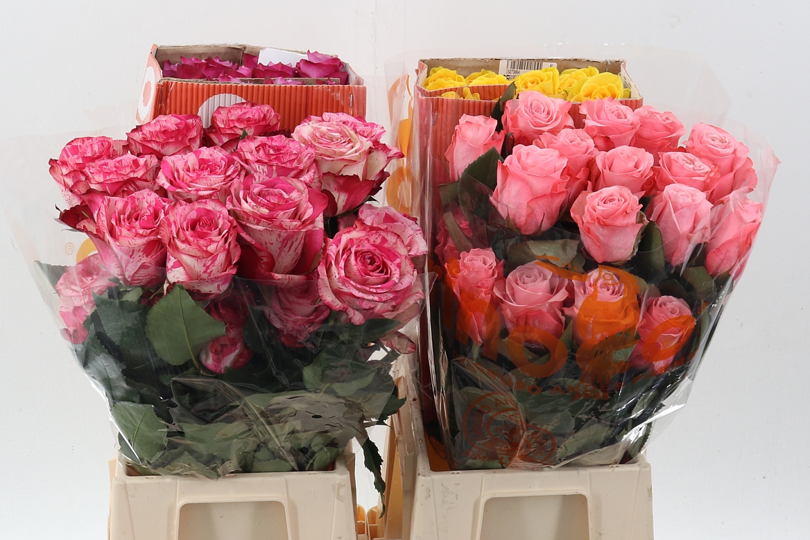 Rosa Mixed In Bunch 40cm