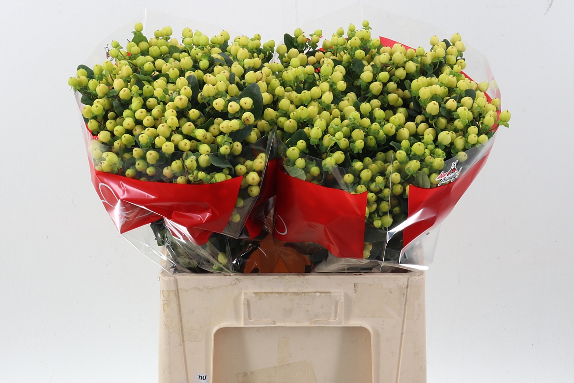 Hyp Smiley Romance 60cm