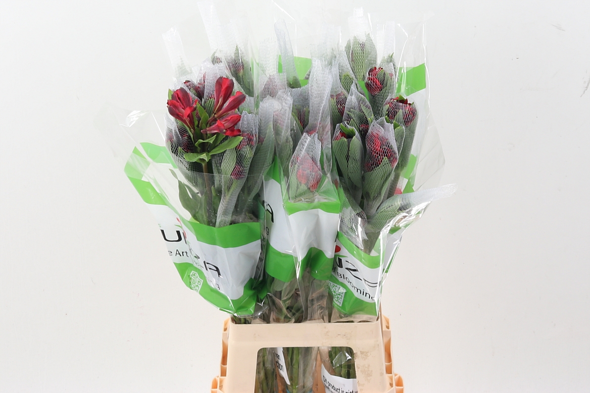 Alstr Red Queen 80cm 65gram