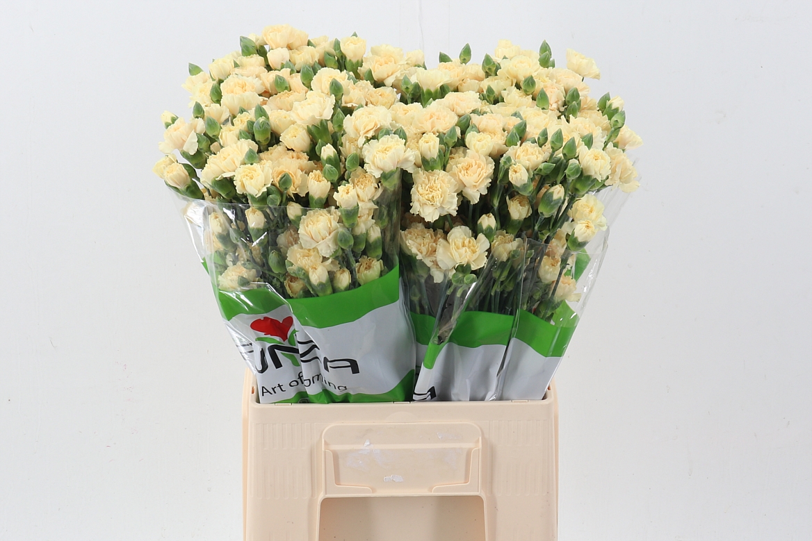 Dianthus Spr Cream Intermezzo 60cm