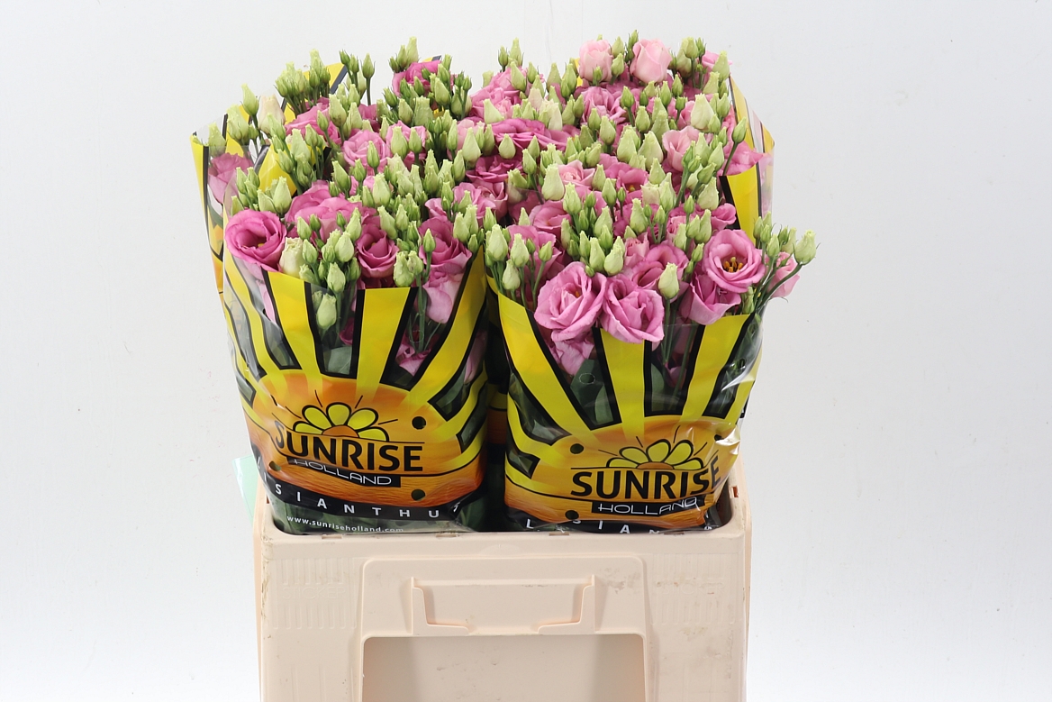 Eus G Rosi Rose Pink