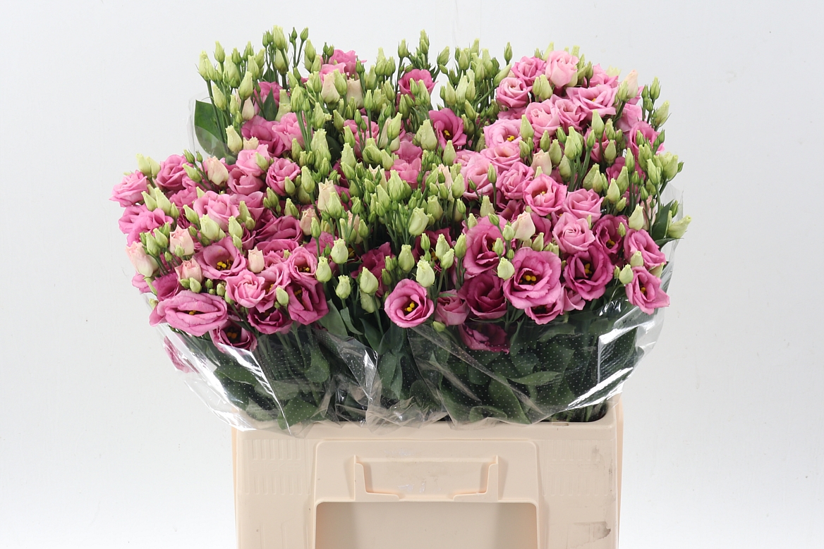 Eus G Rosi Rose Pink