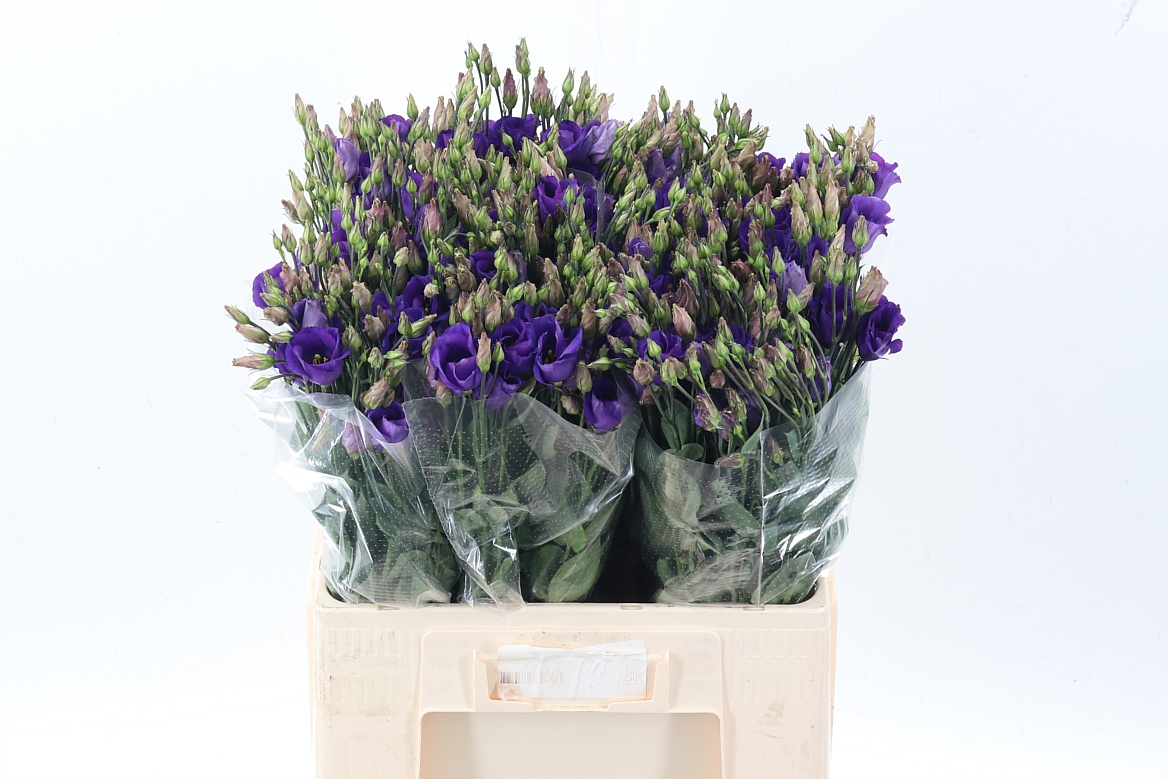 Eus E Picco Violet
