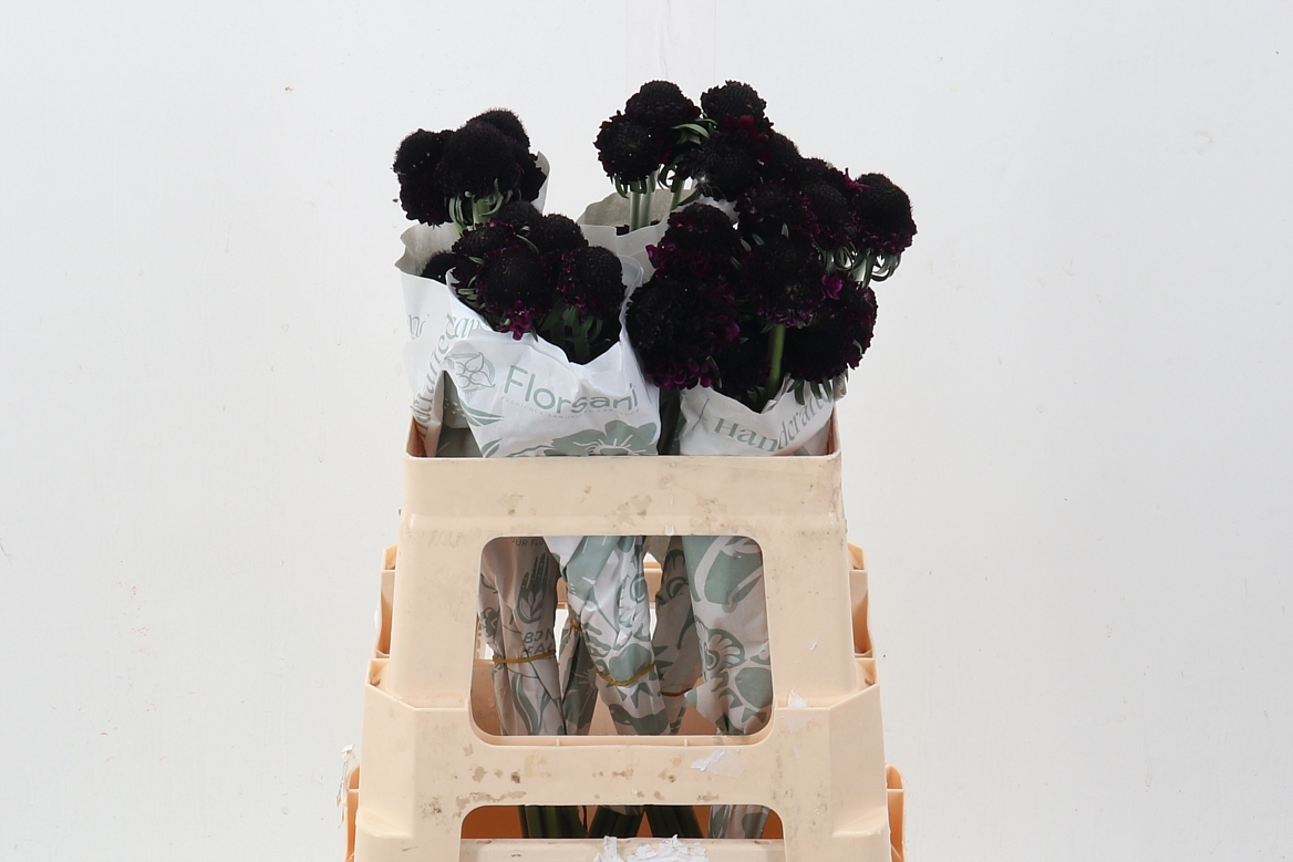 Scabiosa Blackball Scoop 60cm