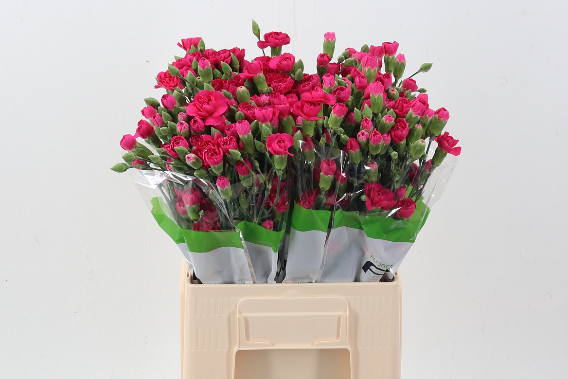 Dianthus Spr Pigeon 60cm