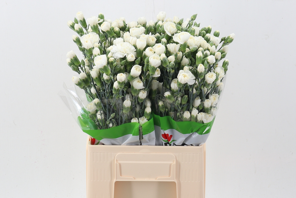 Dianthus Spr Tarifa 60cm