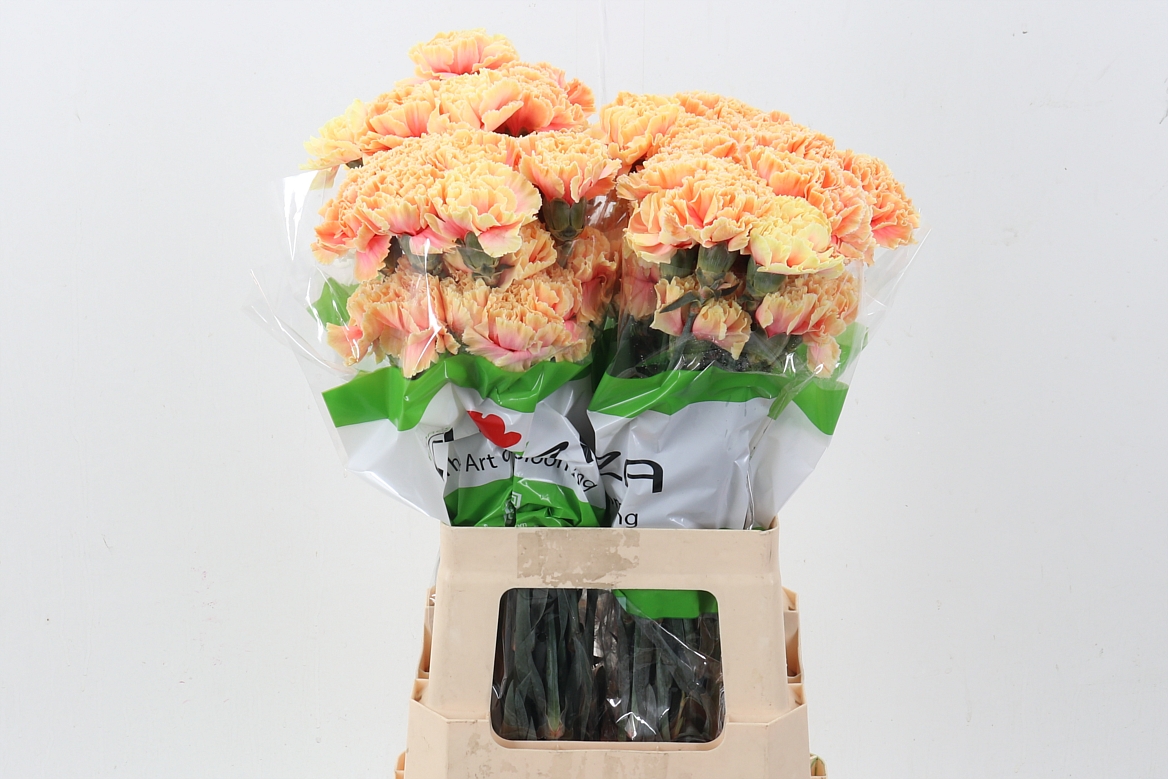 Dianthus St Painted 70cm