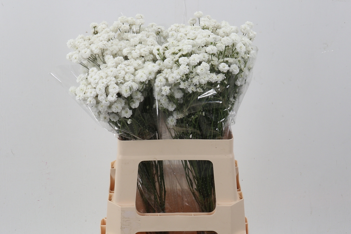 Achillea 60cm